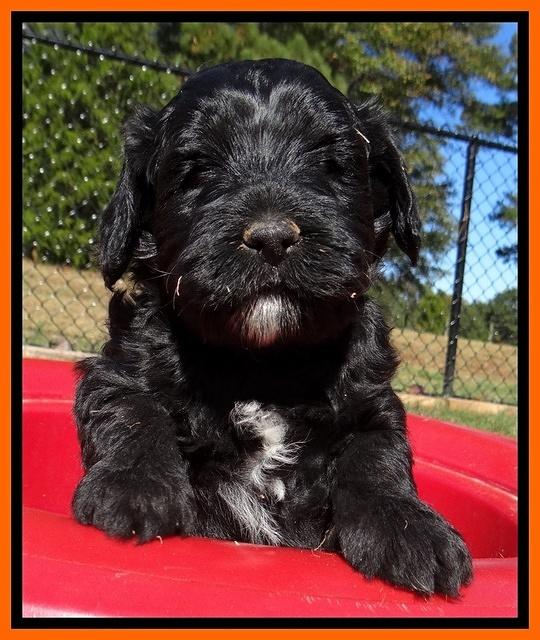Jolie Texas Marco pups 5 wks old 181