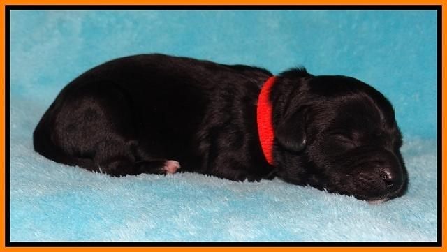 Jollie Marco TExas newborn pups 71