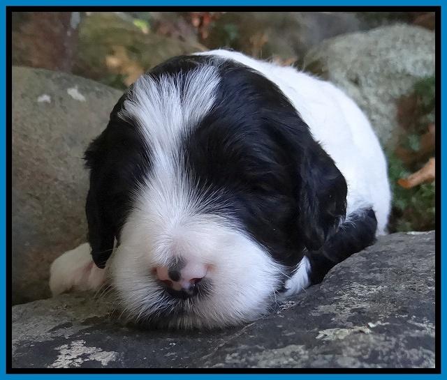 Jolie Marco TExas pups 3 wks old 221