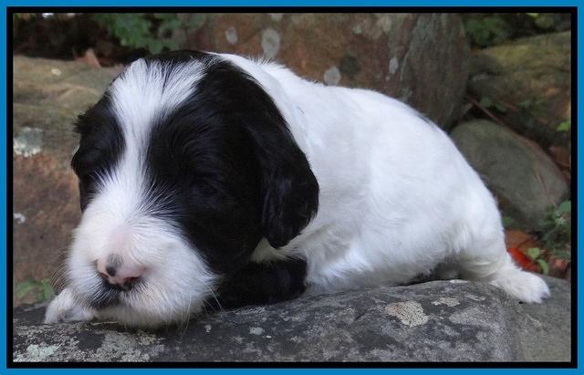 Jolie Marco TExas pups 3 wks old 231
