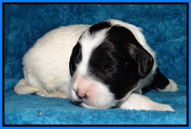 Jolie Marco Tecas pups 2 wks old 141
