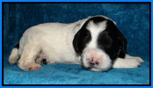 Jolie Marco Tecas pups 2 wks old 161