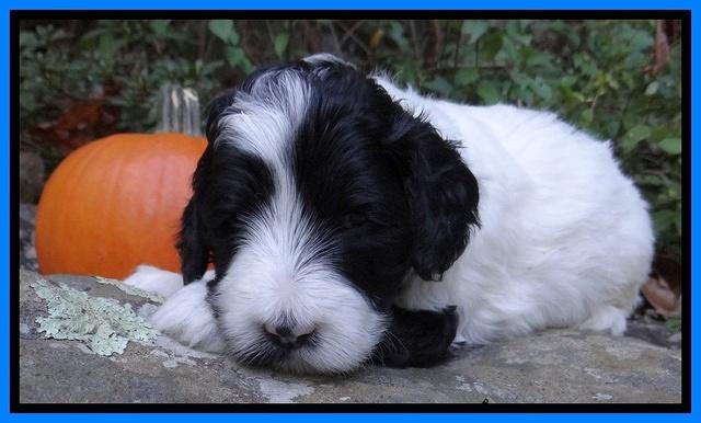 Jolie Texas Marco group pups 4 wks old 251
