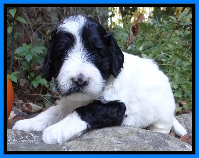 Jolie Texas Marco group pups 4 wks old 261