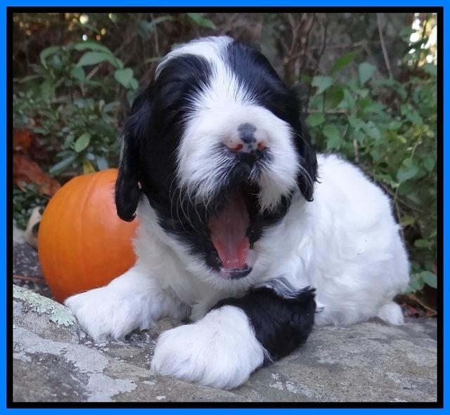Jolie Texas Marco group pups 4 wks old 281