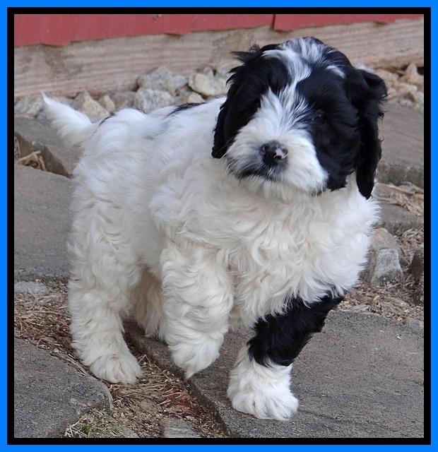 Jolie Texas Marco pups 7 wks old 181