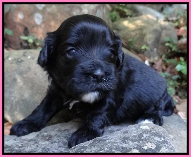 Jolie Marco TExas pups 3 wks old 171