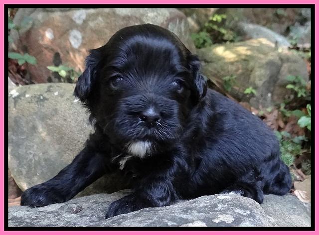 Jolie Marco TExas pups 3 wks old 181