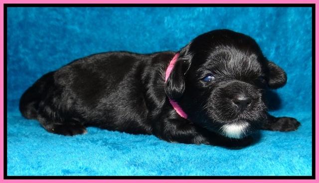 Jolie Marco Tecas pups 2 wks old 171