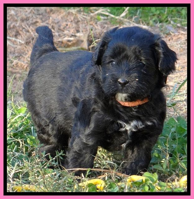 Jolie Marco Texas 6 wks old 241