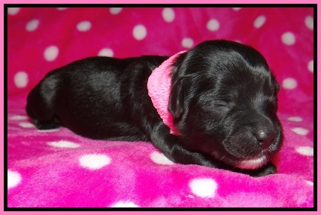 Jolie Texas Marco pups 1 wk old 17100
