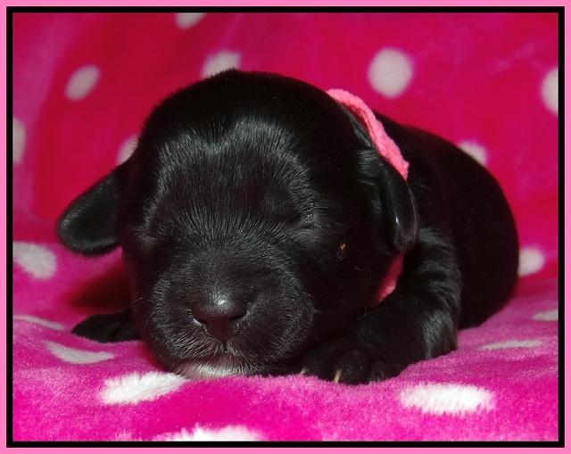 Jolie Texas Marco pups 1 wk old 18100
