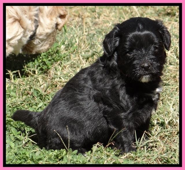 Jolie Texas Marco pups 5 wks old 261