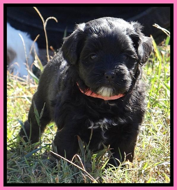 Jolie Texas Marco pups 5 wks old 271