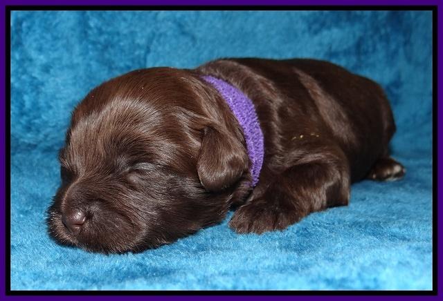 Jolie Marco Tecas pups 2 wks old 211