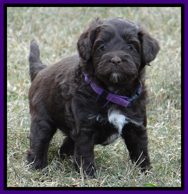Jolie Marco Texas 6 wks old 261