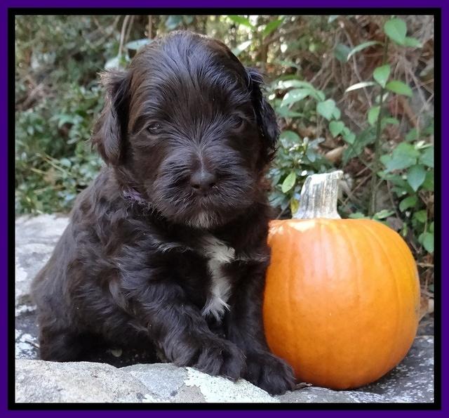 Jolie Texas Marco group pups 4 wks old 211