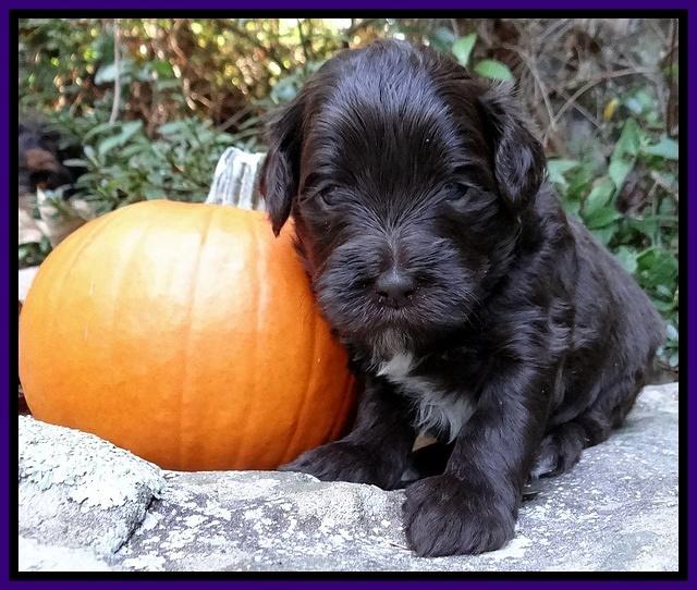Jolie Texas Marco group pups 4 wks old 231