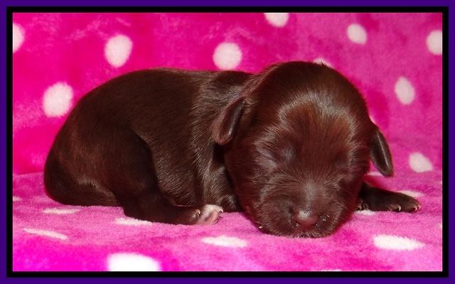 Jolie Texas Marco pups 1 wk old 20100