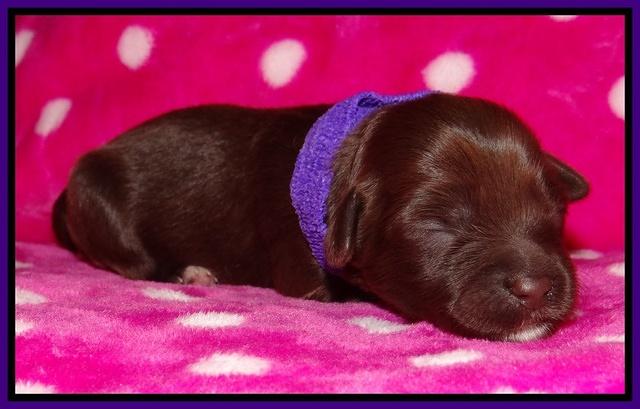 Jolie Texas Marco pups 1 wk old 21100