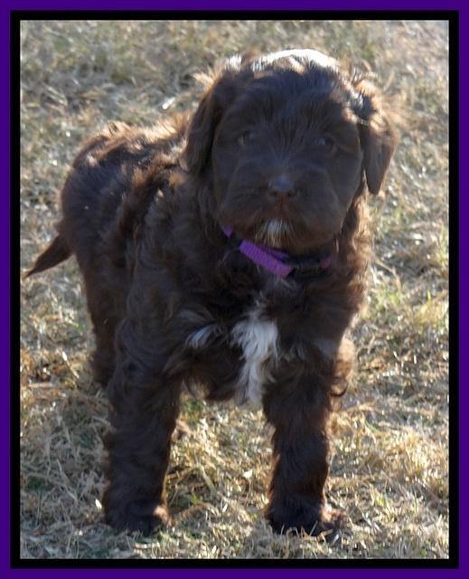 Jolie Texas Marco pups 7 wks old 231