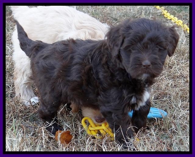 Jolie Texas Marco pups 7 wks old 241