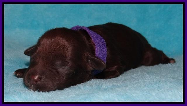 Jollie Marco TExas newborn pups 141