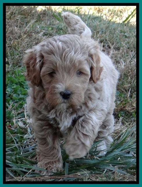 Jolie Marco Texas 6 wks old 331