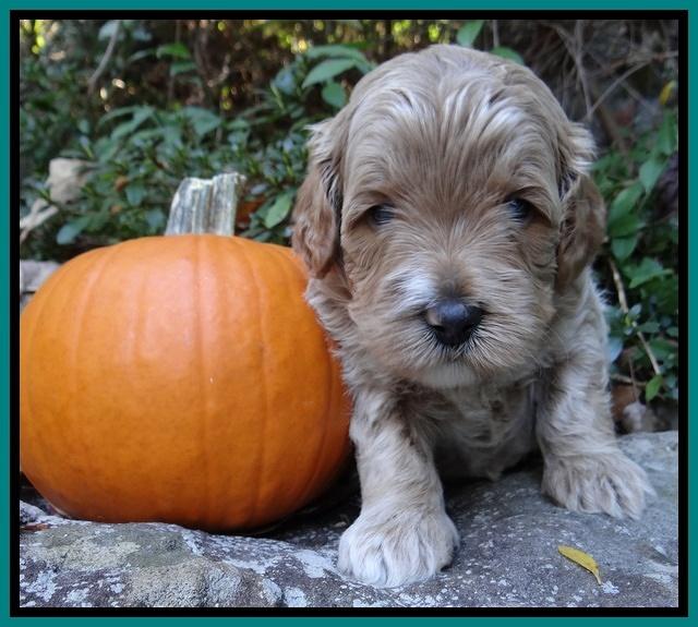 Jolie Texas Marco group pups 4 wks old 291