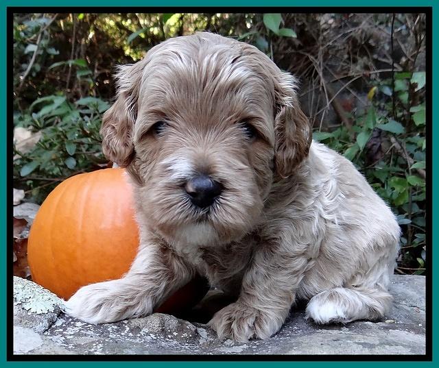 Jolie Texas Marco group pups 4 wks old 301