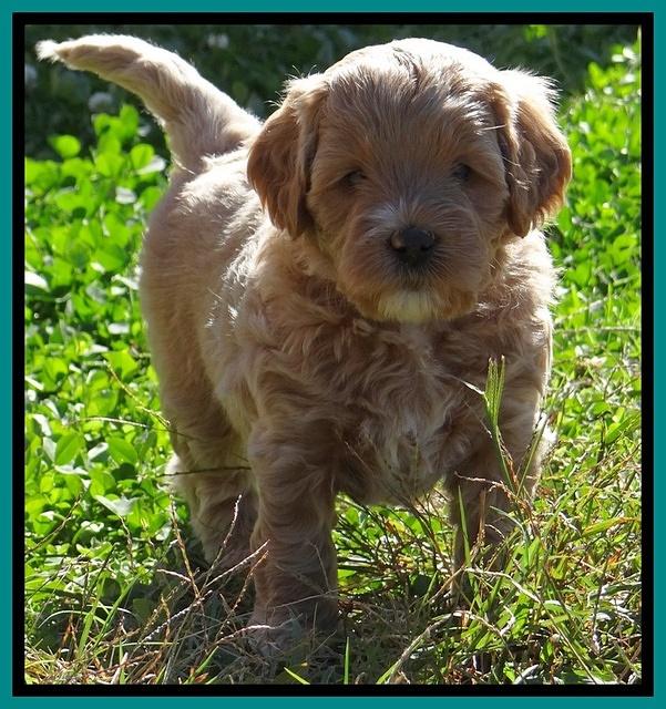 Jolie Texas Marco pups 5 wks old 321