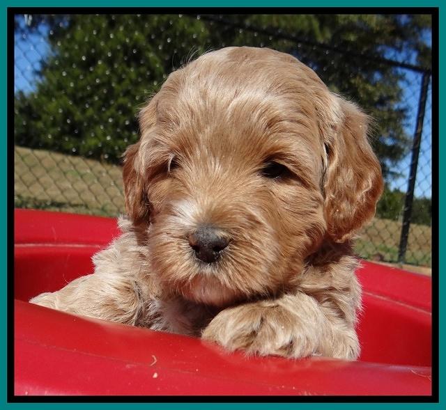 Jolie Texas Marco pups 5 wks old 341