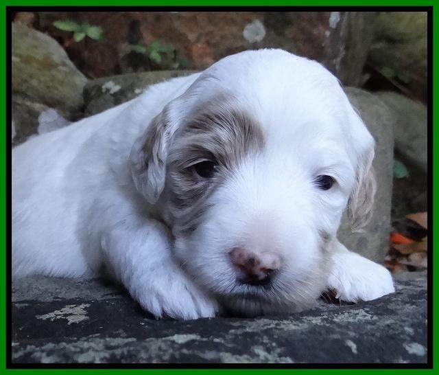 Jolie Marco TExas pups 3 wks old 281