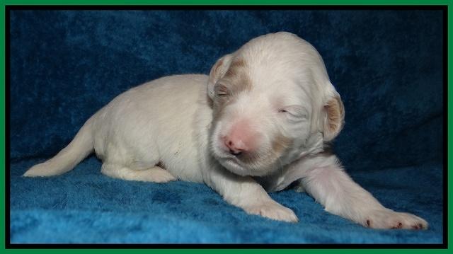 Jolie Marco Tecas pups 2 wks old 301