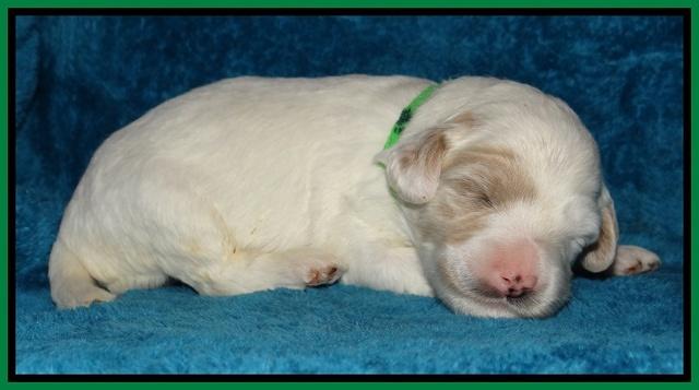 Jolie Marco Tecas pups 2 wks old 311