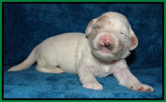 Jolie Marco Tecas pups 2 wks old 321