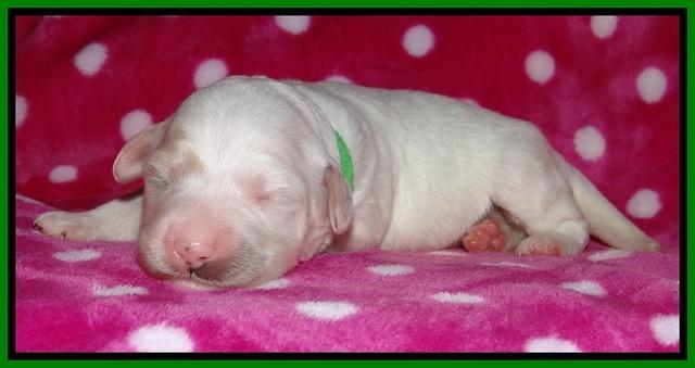 Jolie Texas Marco pups 1 wk old 22100