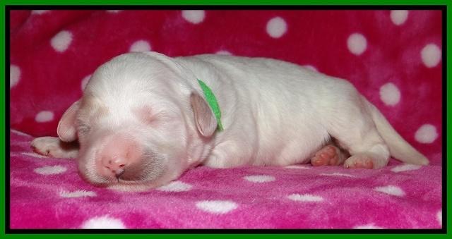 Jolie Texas Marco pups 1 wk old 23100