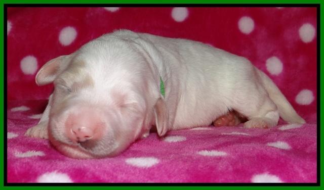 Jolie Texas Marco pups 1 wk old 24100