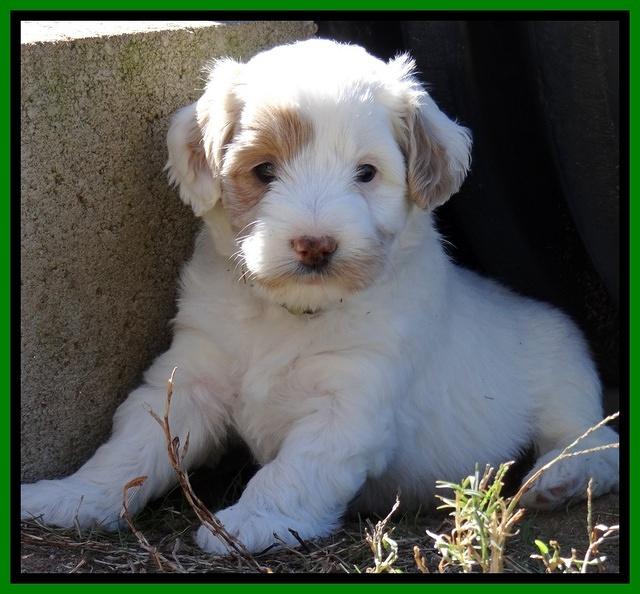 Jolie Texas Marco pups 5 wks old 351