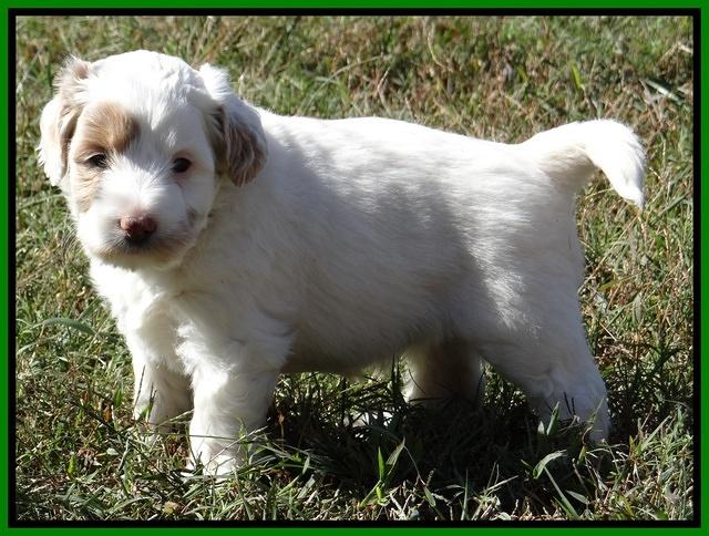 Jolie Texas Marco pups 5 wks old 371