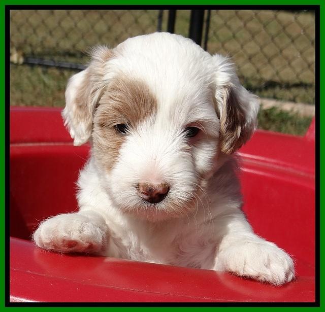 Jolie Texas Marco pups 5 wks old 381