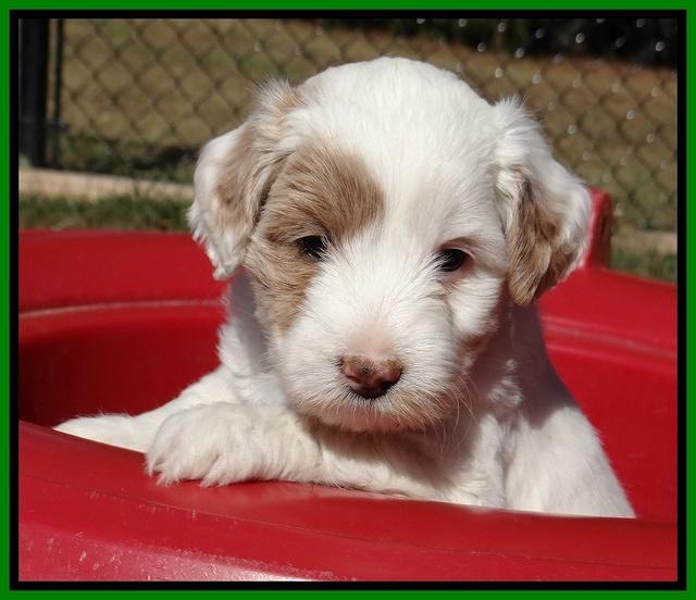 Jolie Texas Marco pups 5 wks old 391
