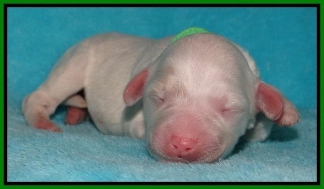 Jollie Marco TExas newborn pups 171
