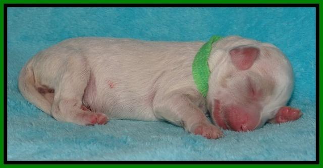 Jollie Marco TExas newborn pups 181