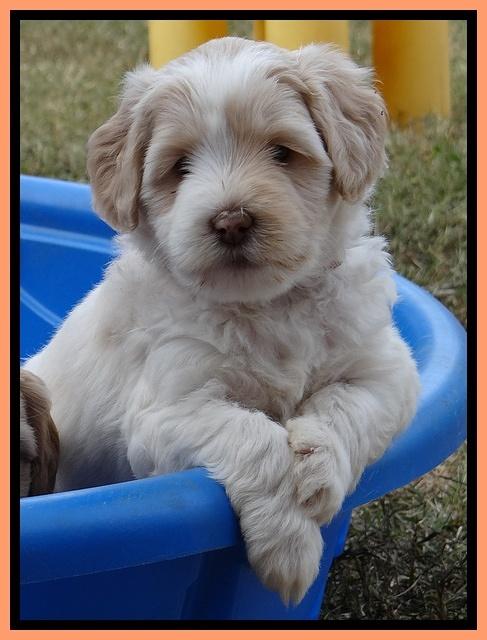 Jolie Marco Texas 6 wks old 491