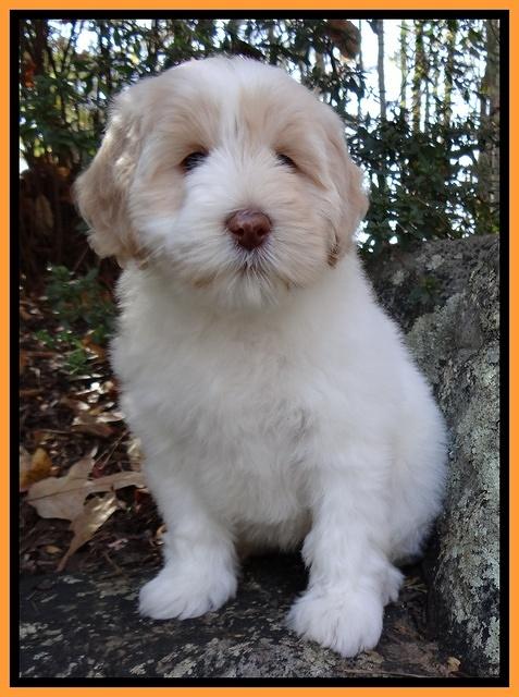 Jolie Tex Max pups 8 wks old 231