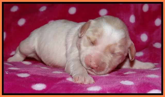Jolie Texas Marco pups 1 wk old 311