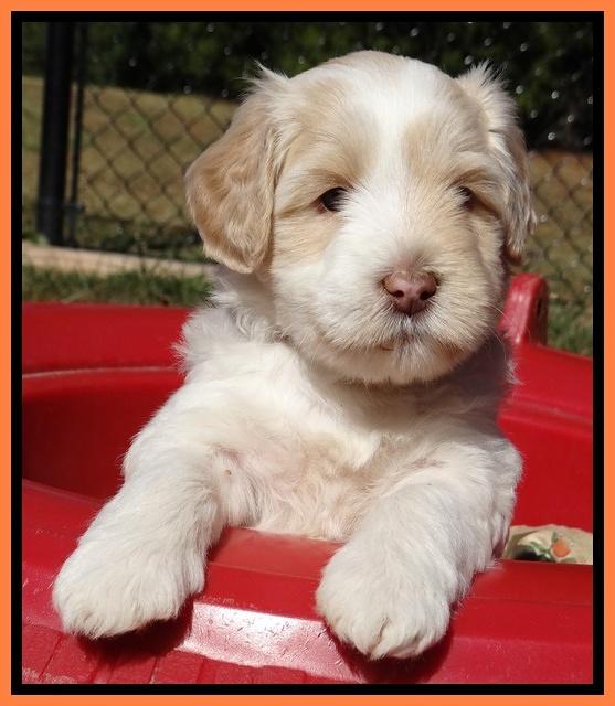 Jolie Texas Marco pups 5 wks old 461