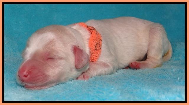 Jollie Marco TExas newborn pups 211